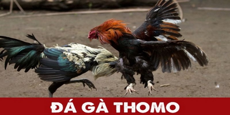 Vài nét cơ bản về đá gà Thomo tại nền tảng